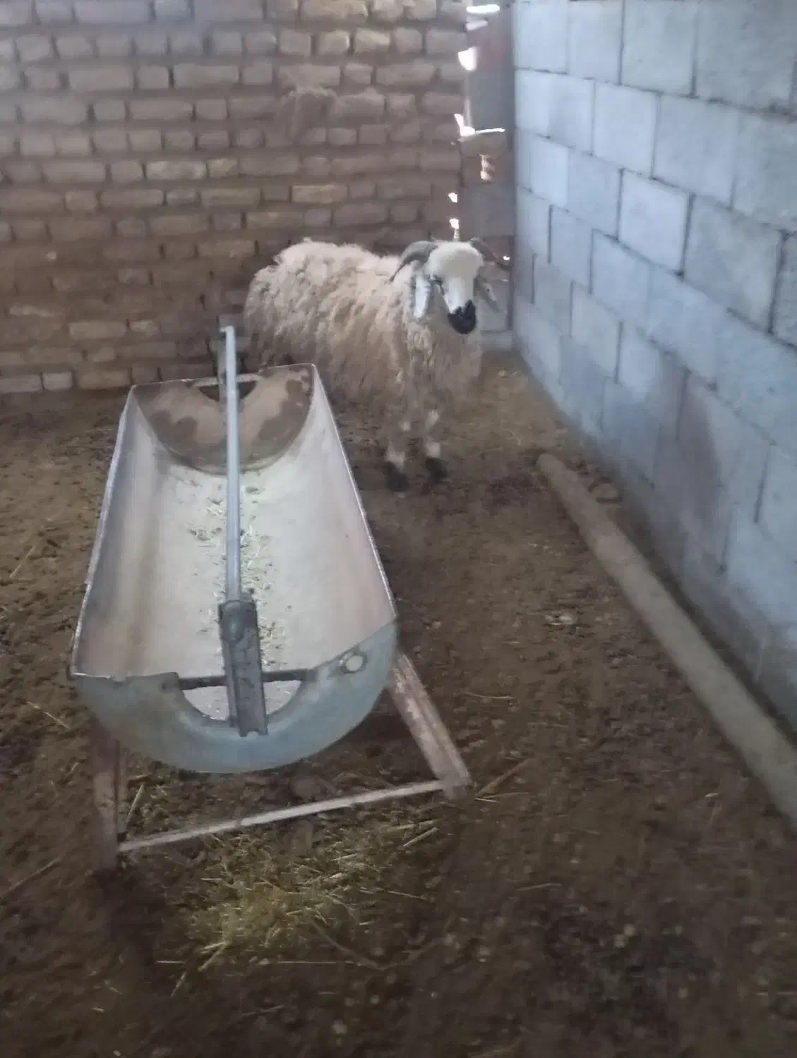 بره نر|حیوانات مزرعه|زرند, |دیوار