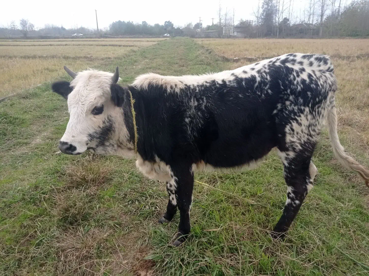 تلیسه سیمینتال قیمت 63میلیون|حیوانات مزرعه|گوراب زرمیخ, |دیوار