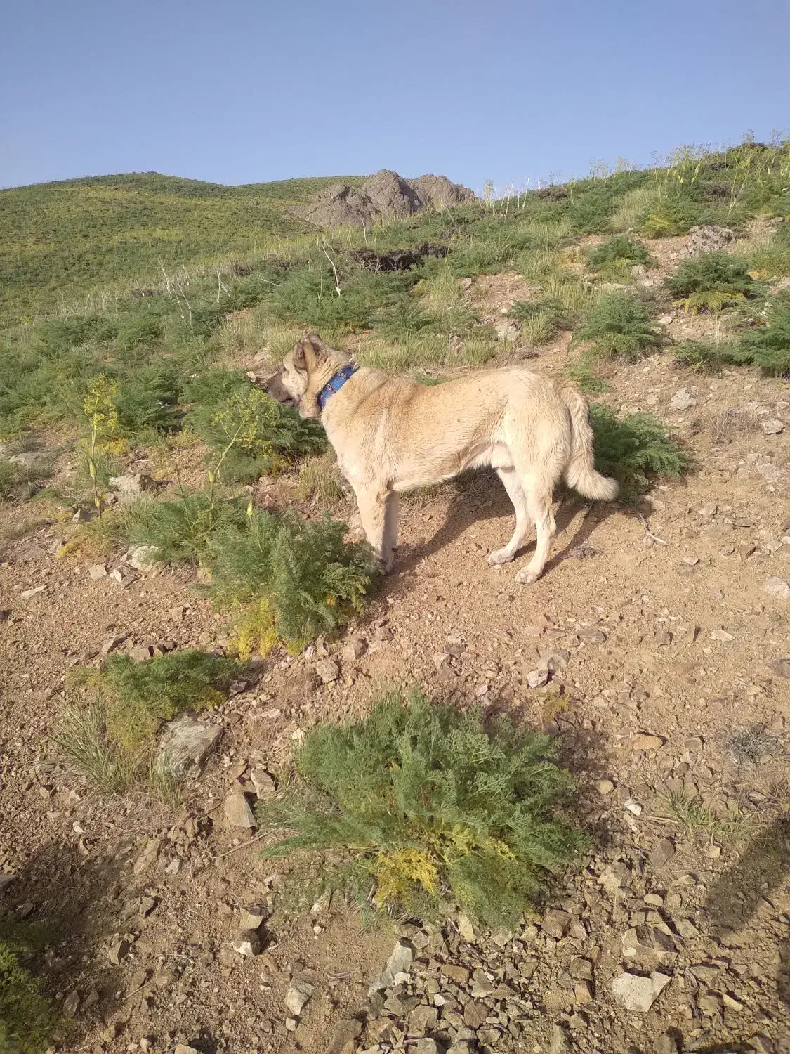 سگ سراب دزدیده شده|سگ|سنندج, |دیوار