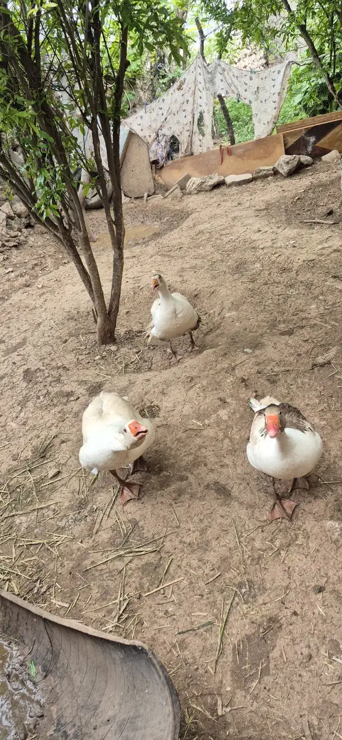 غاز|حیوانات مزرعه|خرم‌آباد, |دیوار