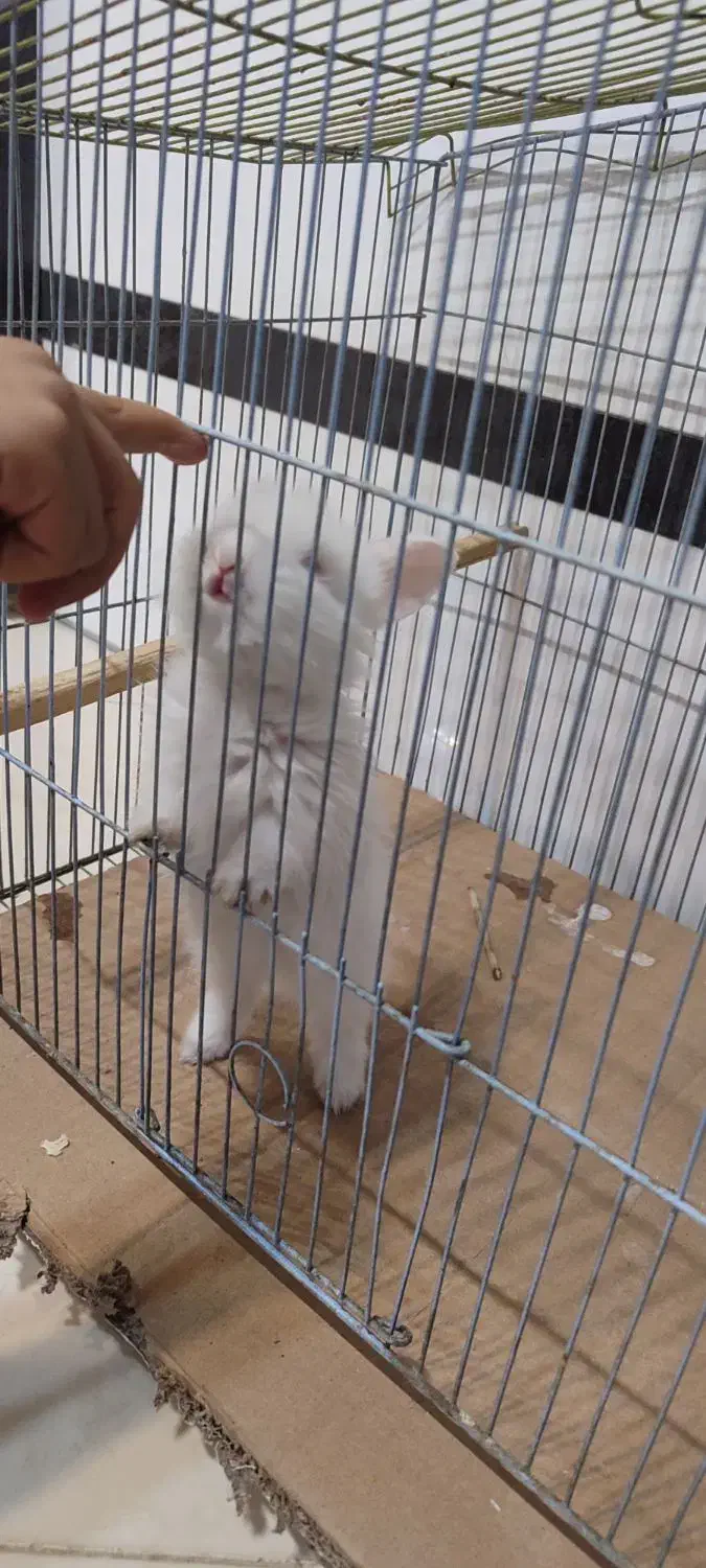 خرگوش و بندر گردی|موش و خرگوش|شیراز, میرزاکوچک خان|دیوار