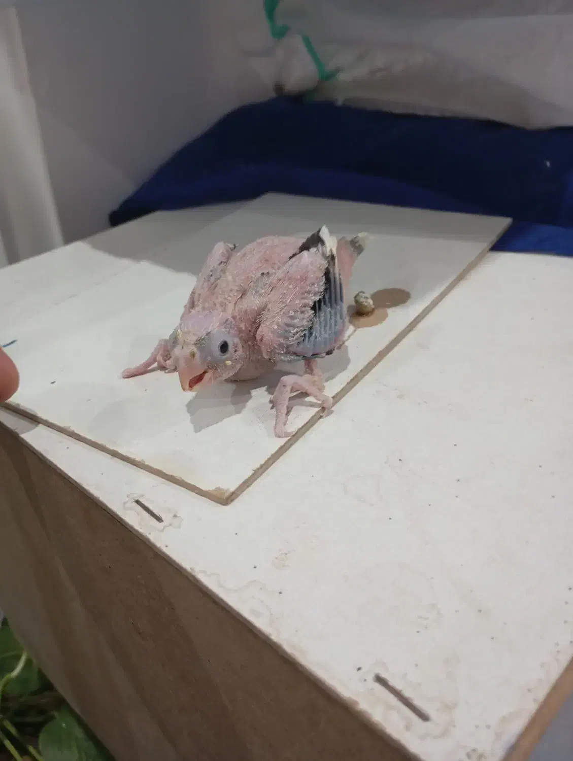 یک جفت عروس|پرنده|قم, شاه سید علی|دیوار