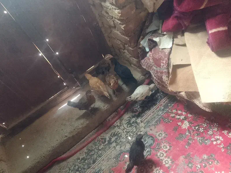 مرغ با جوجه|حیوانات مزرعه|هامون, |دیوار