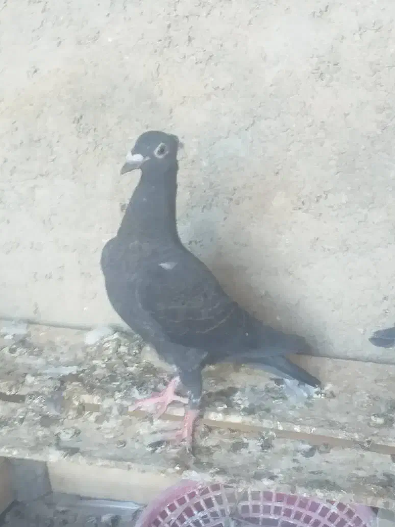 کبوتر پلاکی|پرنده|ارم, |دیوار