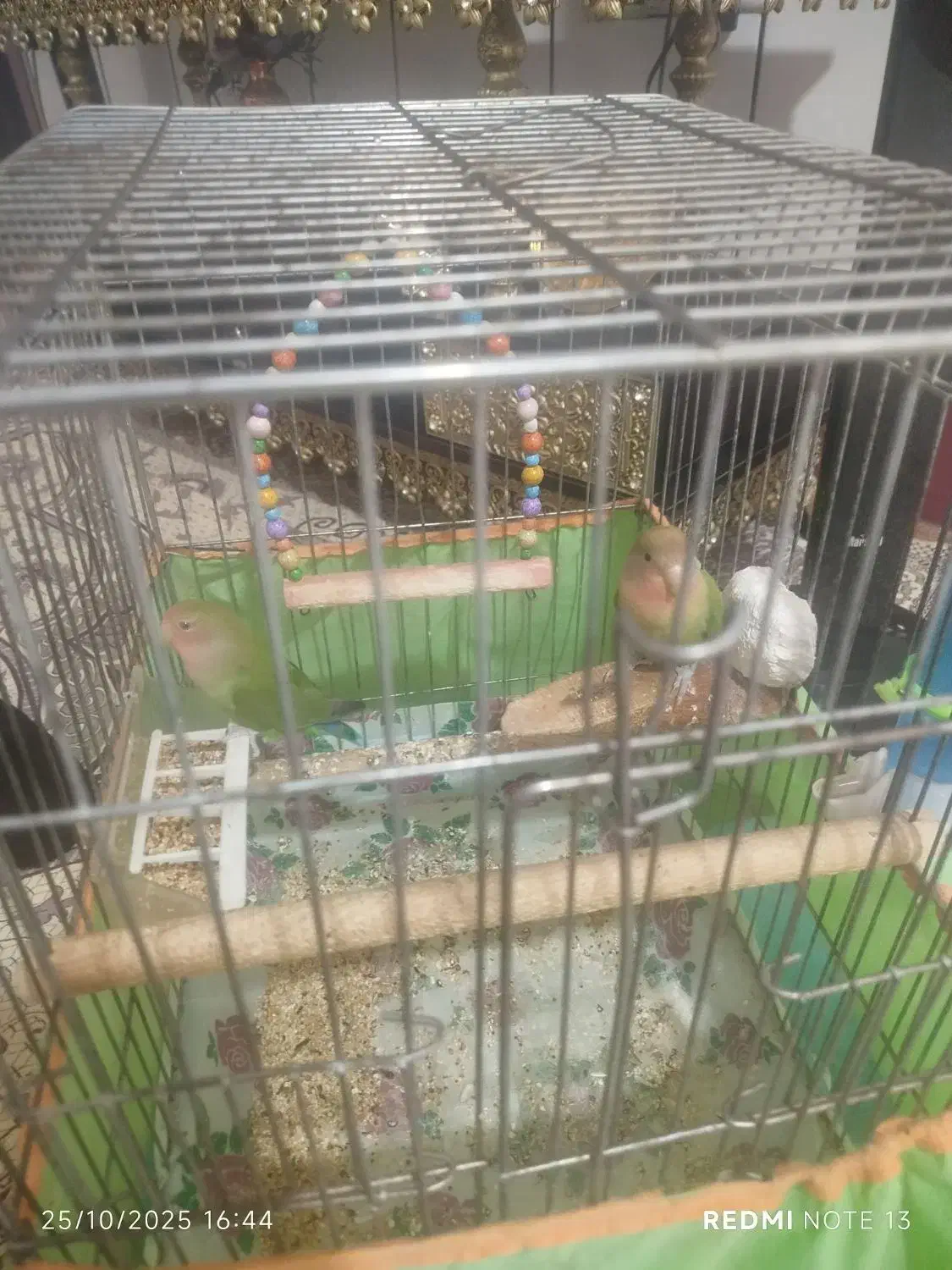 یه جفت طوطی برزیلی|پرنده|دورود, |دیوار