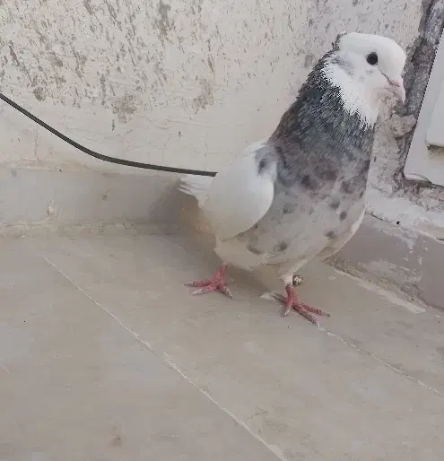 طوقی|پرنده|سنندج, |دیوار