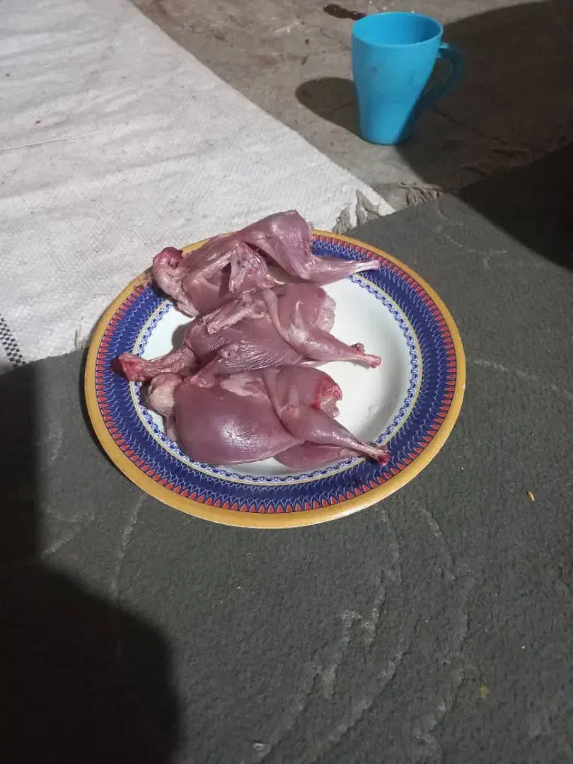 بلدرچین برا کشتار فقت امروز تا ساعت 10 صبح|حیوانات مزرعه|کرمان, |دیوار