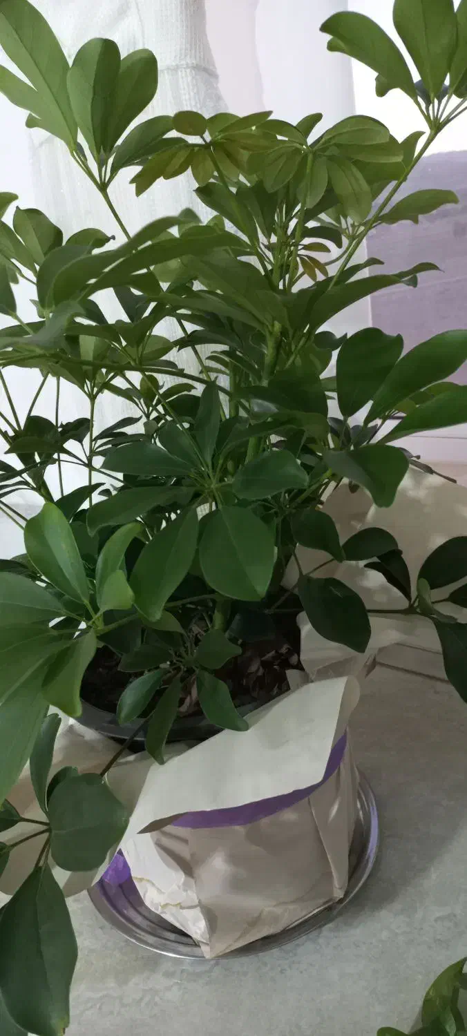 گل شفلرا سر حال و شاداب|گل و گیاه طبیعی|بجنورد, |دیوار