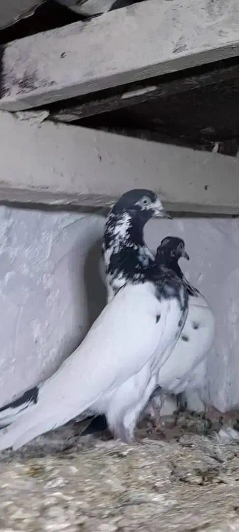 کبوتر پاکستانی|پرنده|اصفهان, ارغوانیه|دیوار