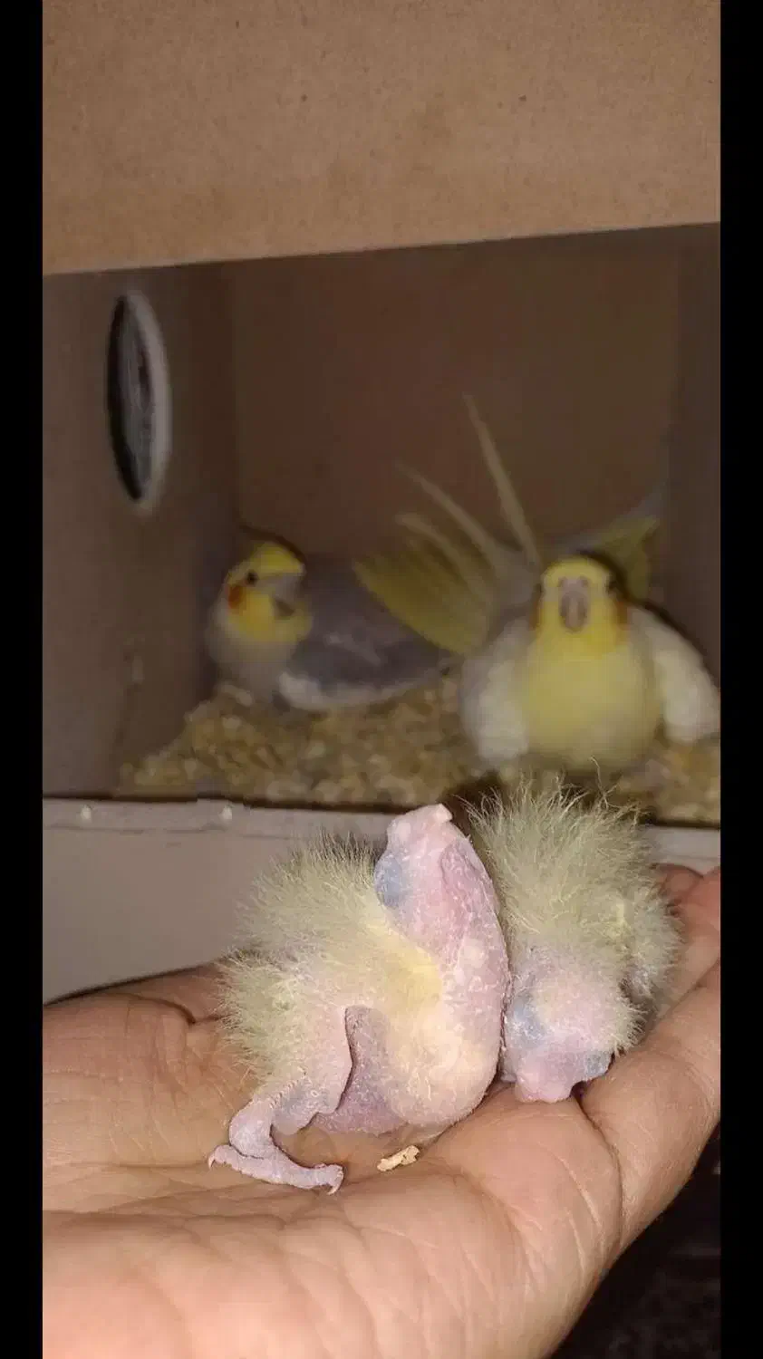 عروس هلندی|پرنده|آشخانه, |دیوار