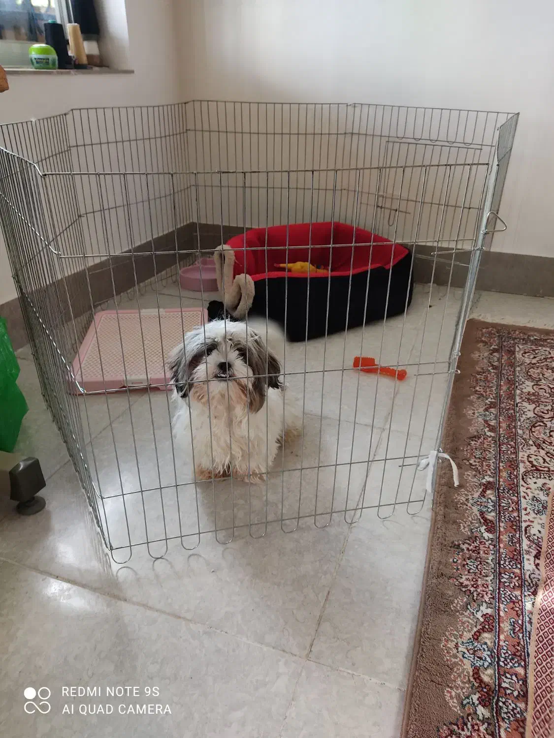 سگ آپارتمانی ۳ماهه سایز ریز|سگ|گرگان, |دیوار