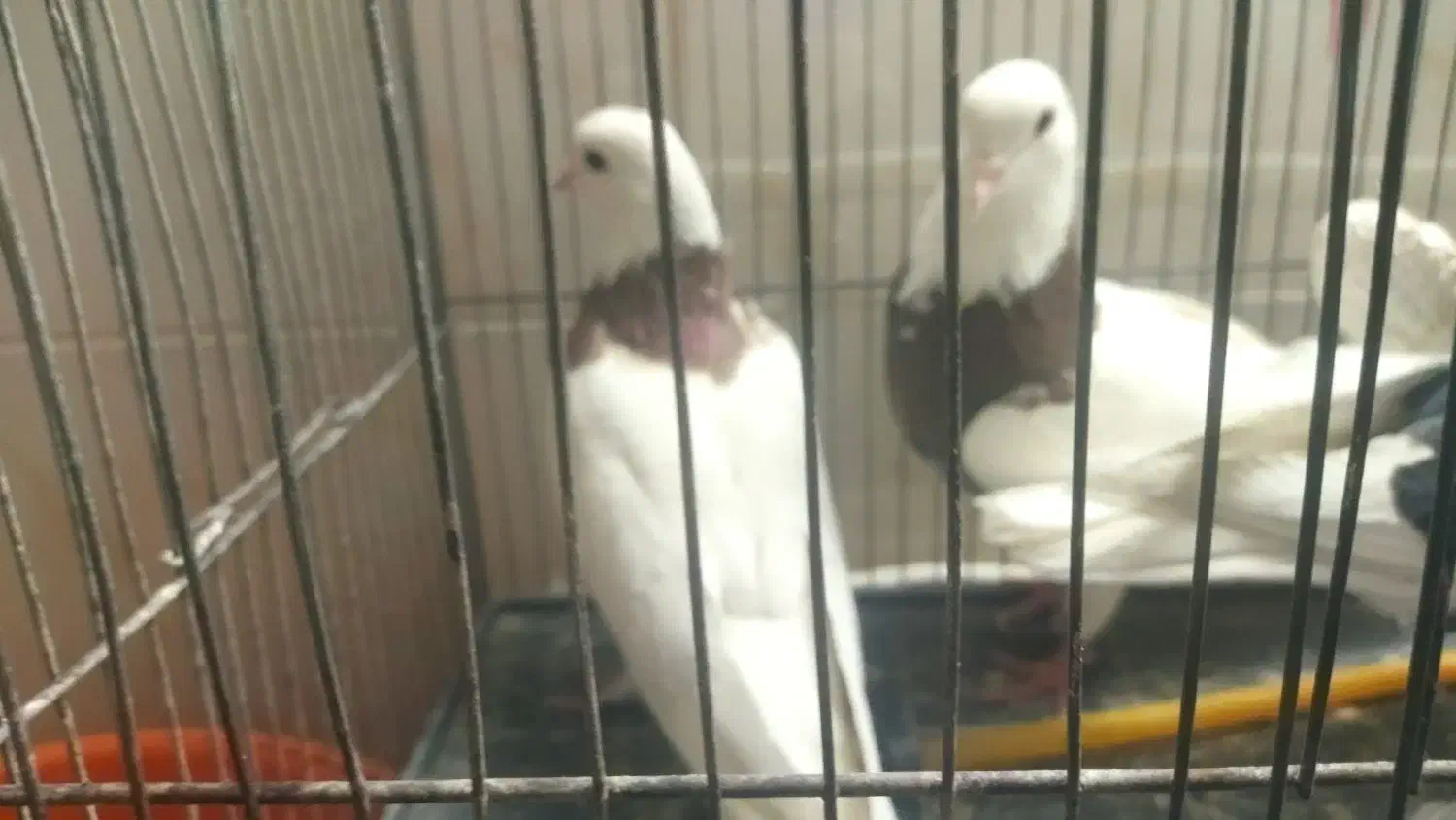 فروش 2عدد نرطوق ویه نرپشت سیاه کفتر|پرنده|بیرجند, |دیوار