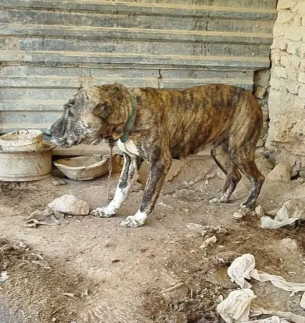 ماده افغان اصیل|سگ|سمنان, |دیوار