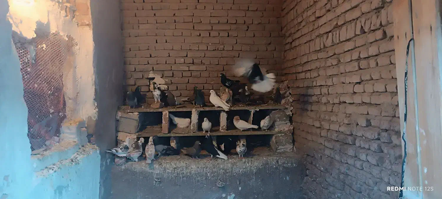 کبوتر|پرنده|خسروشاه, |دیوار