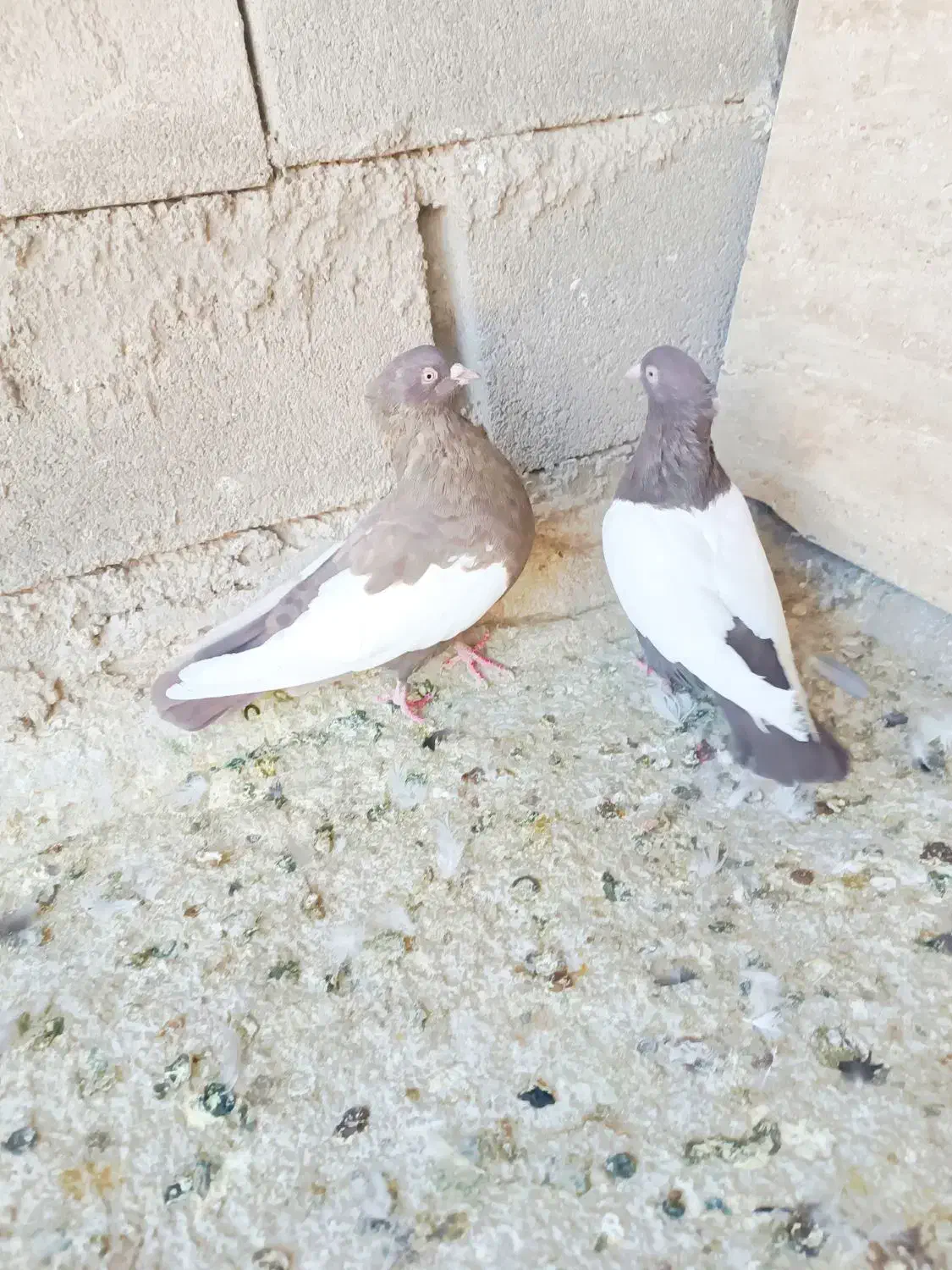 نرو ماده چیش چنگ سفید|پرنده|شیراز, دروازه قران|دیوار