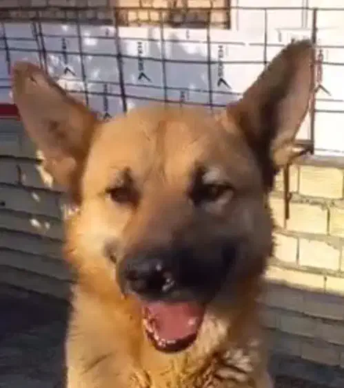 سگ گمشده|حیوانات|الیگودرز, |دیوار