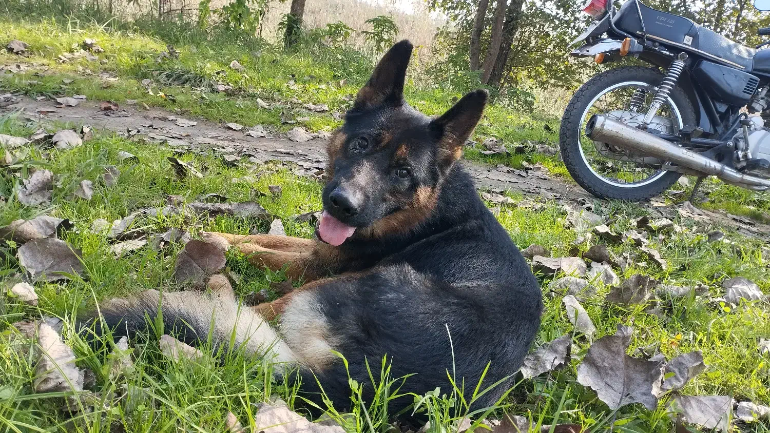 ژرمن مو کلاسیک|سگ|آستانه اشرفیه, |دیوار