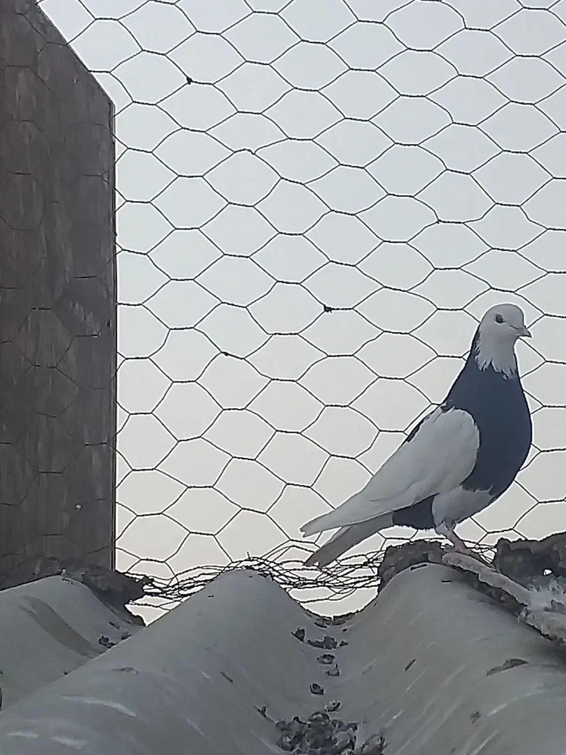 کبوتر بلند پرواز|پرنده|قرچک, مهدیه|دیوار