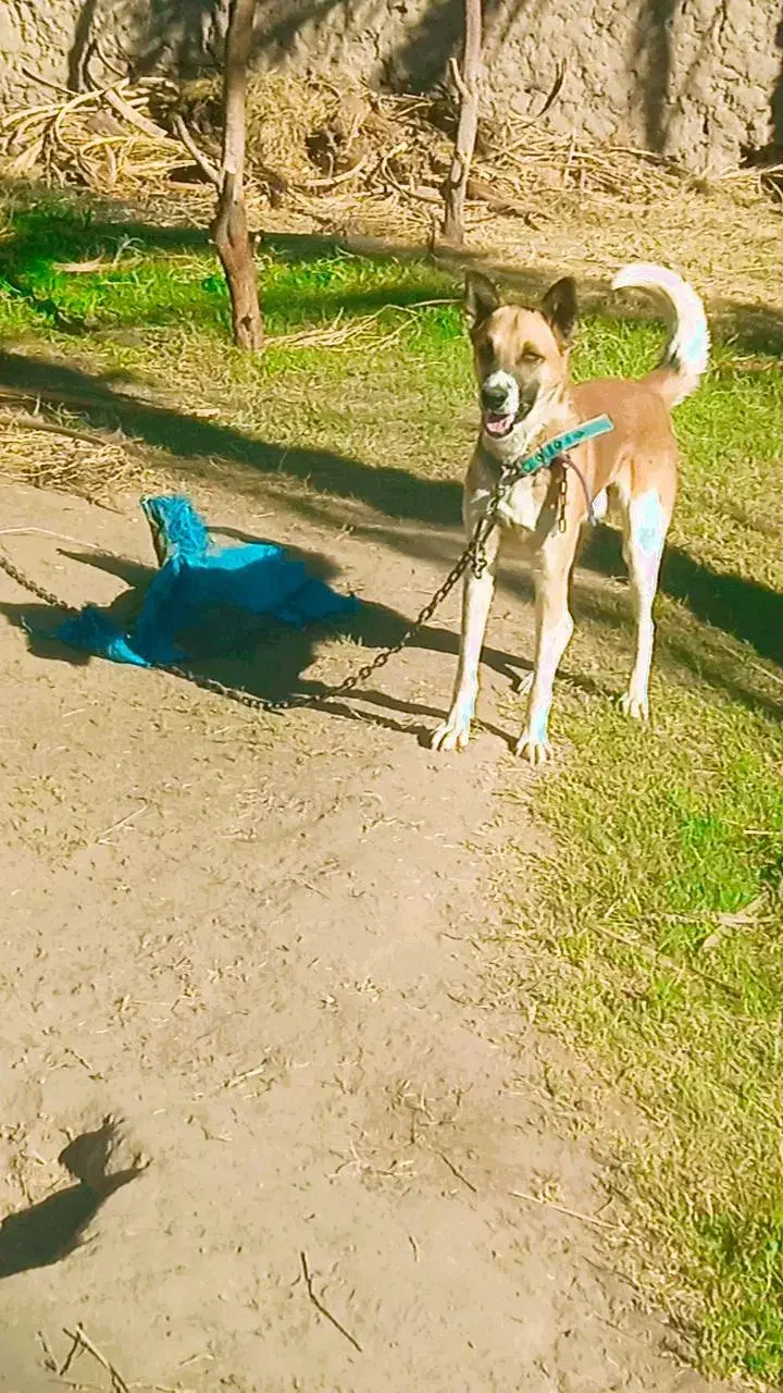 سگ فروشی|سگ|ریگان, |دیوار