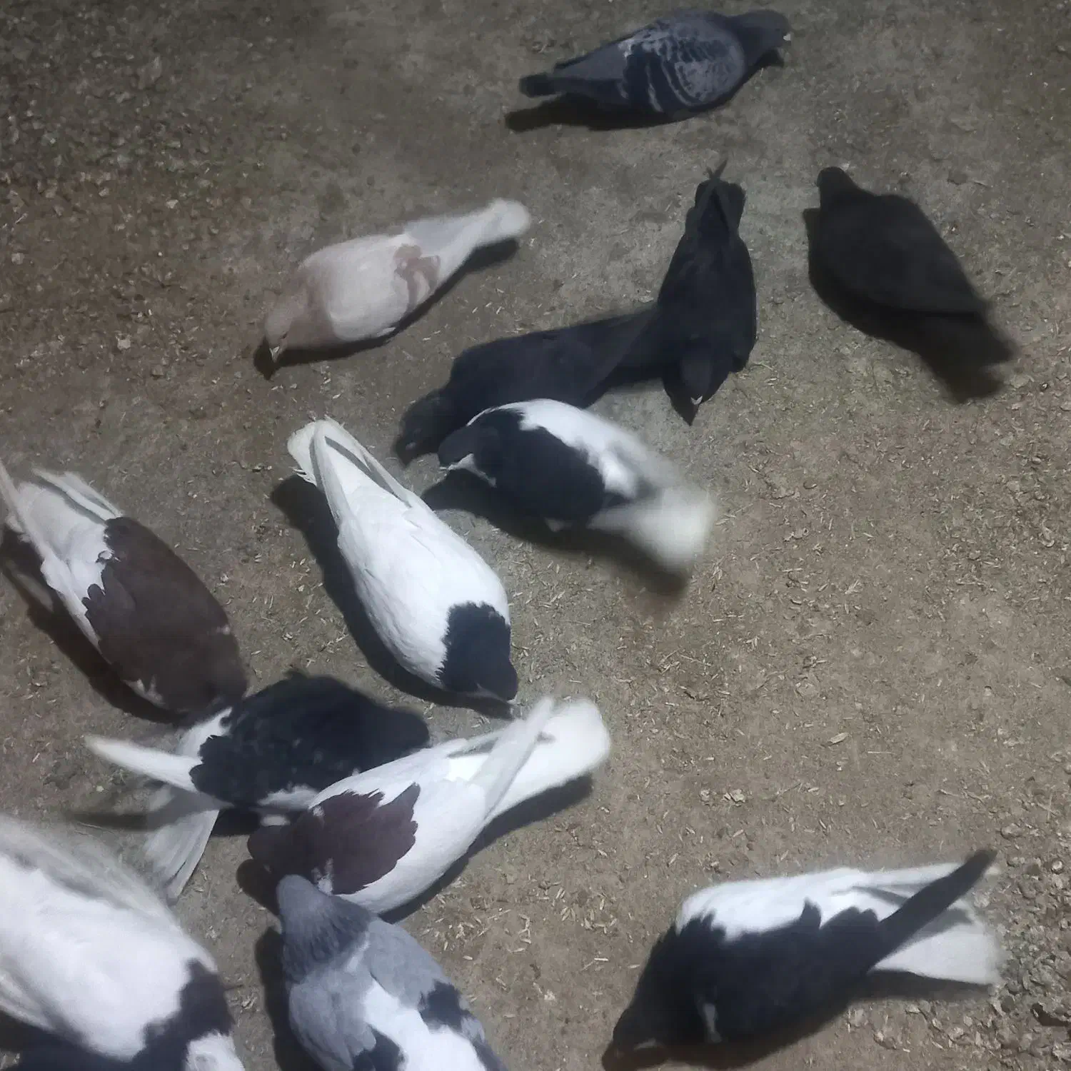 کفتر رنگی|پرنده|اسفرورین, |دیوار