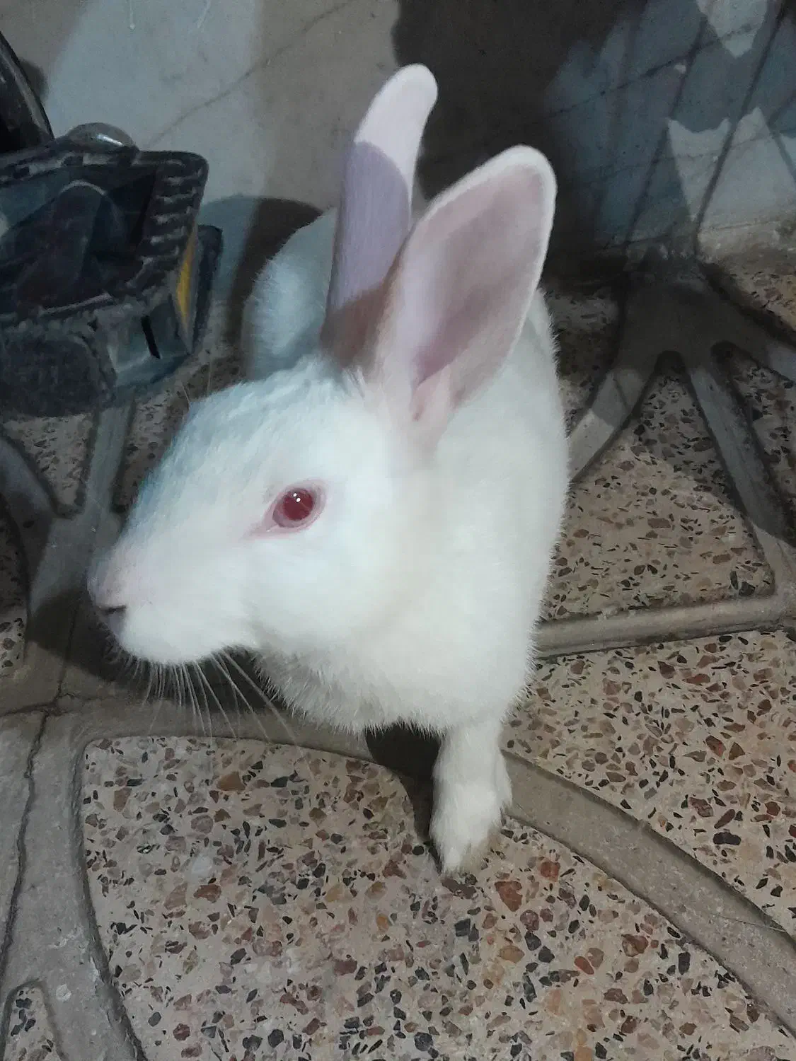 فروش خرگوش|موش و خرگوش|قرچک, مهدیه|دیوار