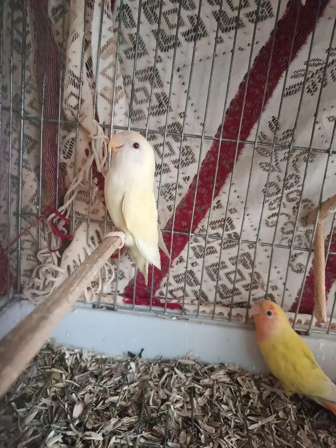 طوطی برزیلی|پرنده|بابکان, |دیوار