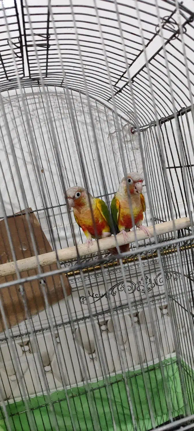 جفت گرینچیک آناناسی رد مولد|پرنده|اهواز, کمپلو جنوبی|دیوار