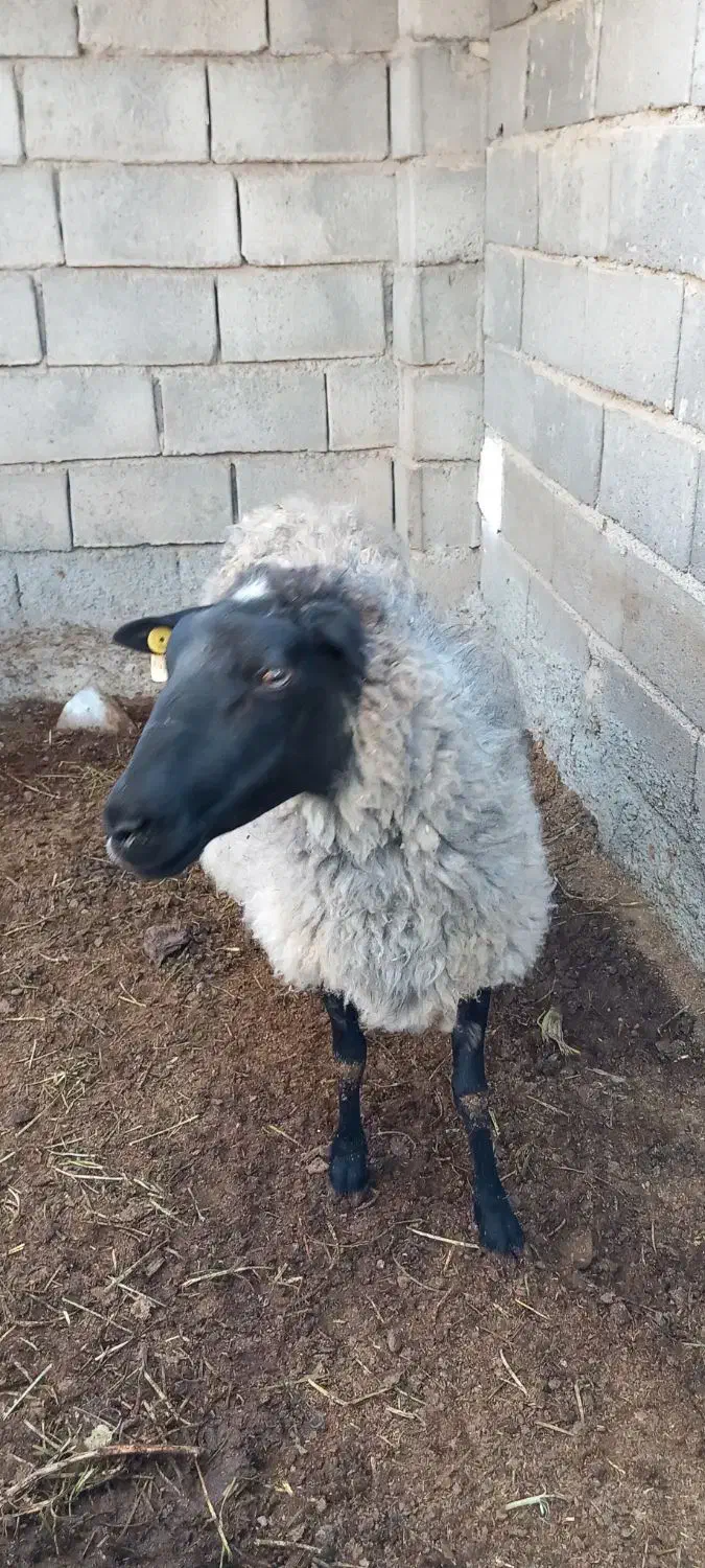 گوسفند رمانف|حیوانات مزرعه|جغتای, |دیوار