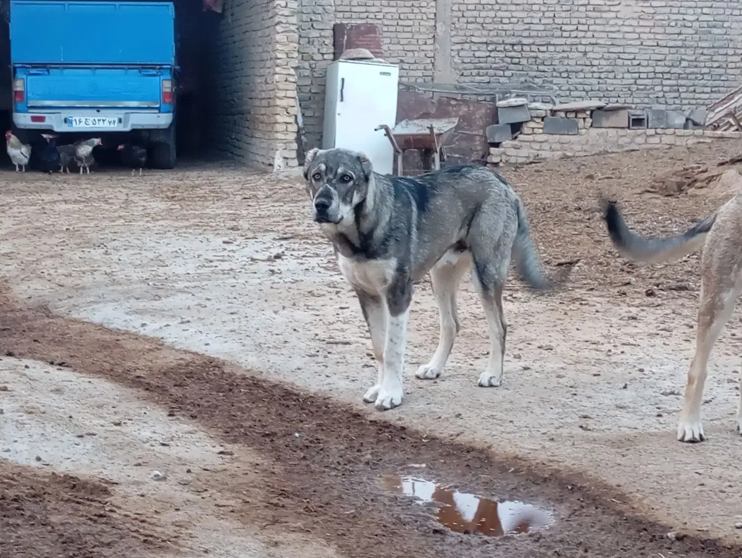 سگ پژدر|سگ|قوچان, |دیوار