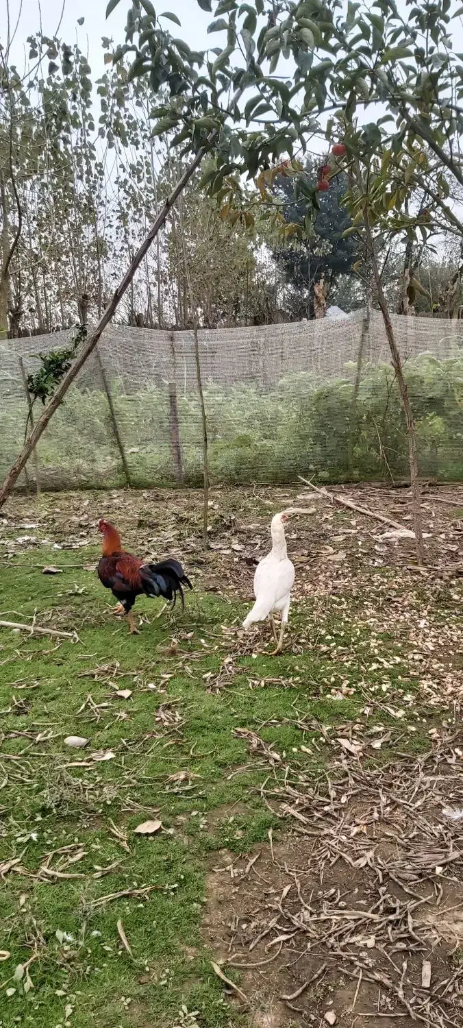 مرغ و خروس لاری،اردک پروازی|حیوانات مزرعه|رشت, حمیدیان|دیوار