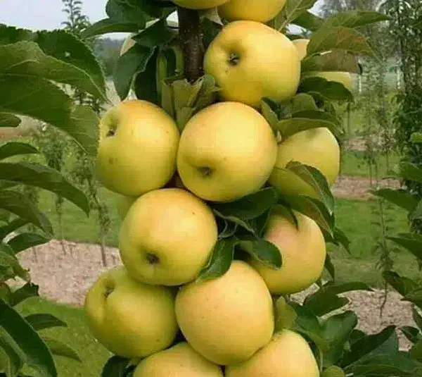 فروش نهال گلدن دلیشز رویال نهال|خدمات باغبانی و درختکاری|بوکان, |دیوار