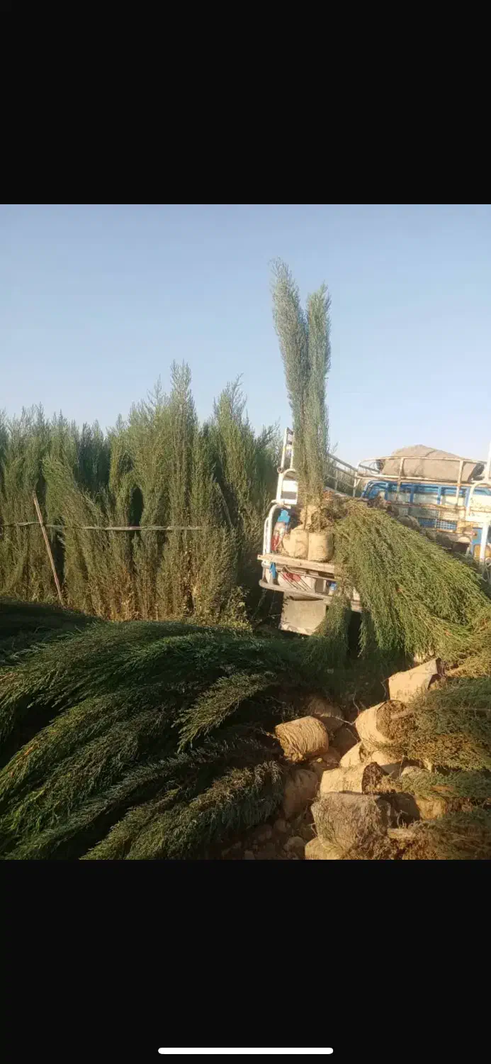 درخت و گل|خدمات باغبانی و درختکاری|شیراز, شهرک مهدیه|دیوار