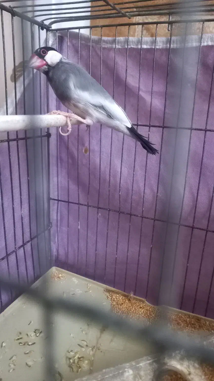 فنچ نرگسی نر|پرنده|قزوین, |دیوار