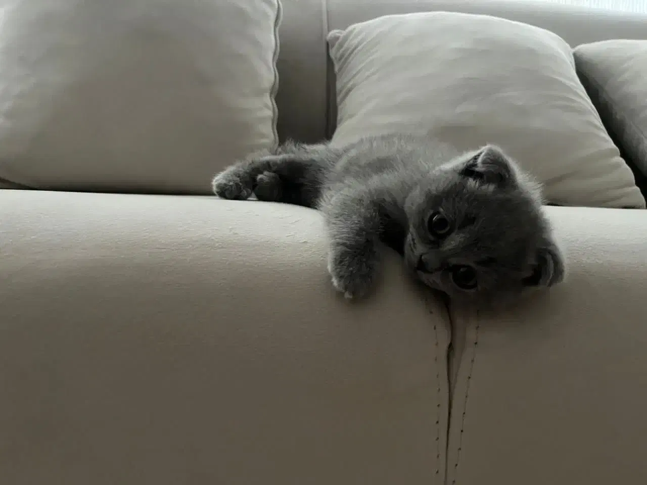 بچه گربه بریتیش|گربه|تهران, اسفندیاری|دیوار