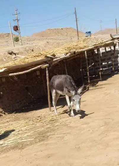 الاغ|حیوانات مزرعه|دزفول, |دیوار