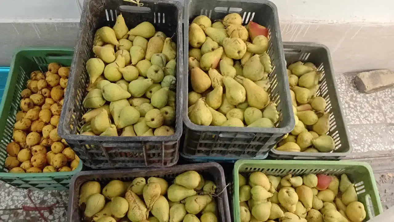 سیب و گلابی پاییزی|خوردنی و آشامیدنی|مشهد, گلبرگ|دیوار