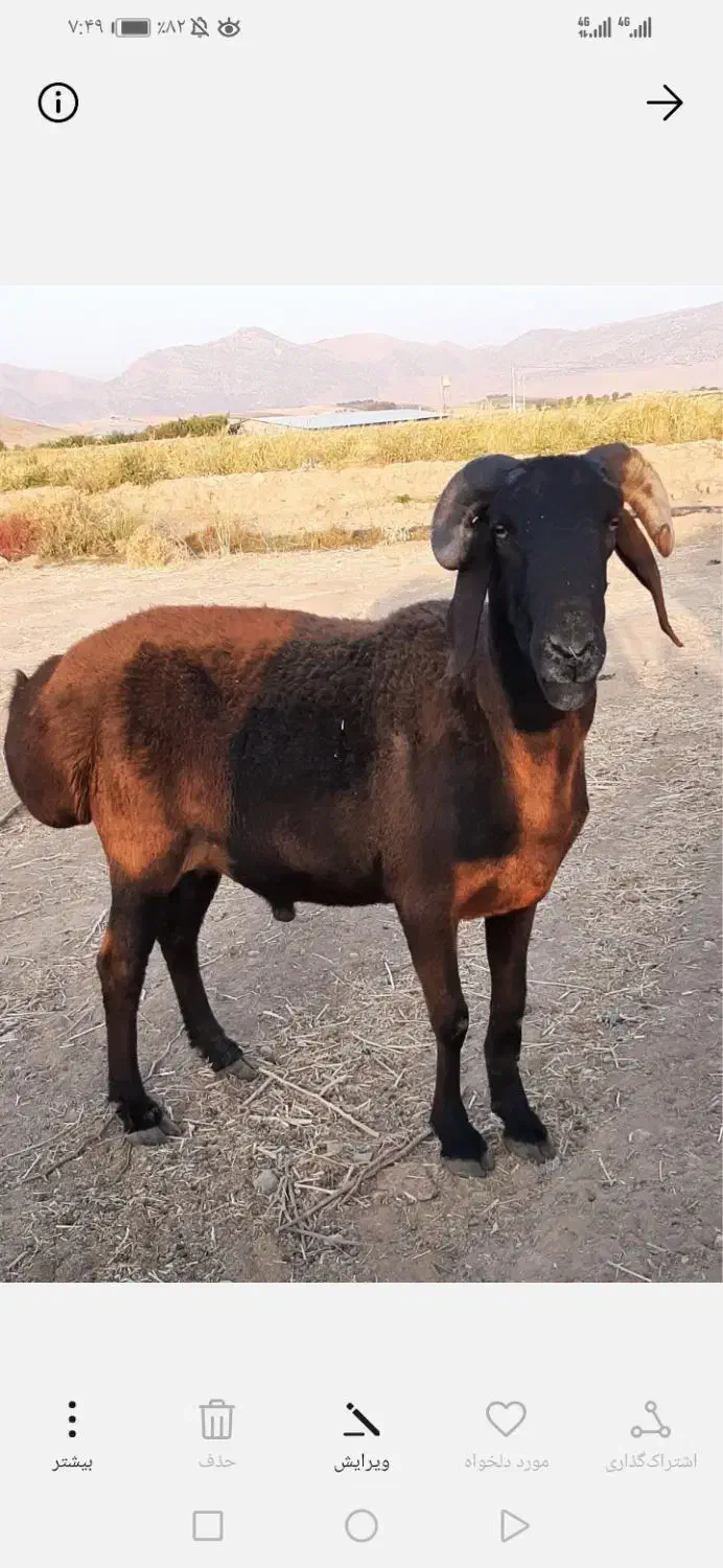 قوچ شال-چینی|حیوانات مزرعه|شیراز, شهرک مهدیه|دیوار