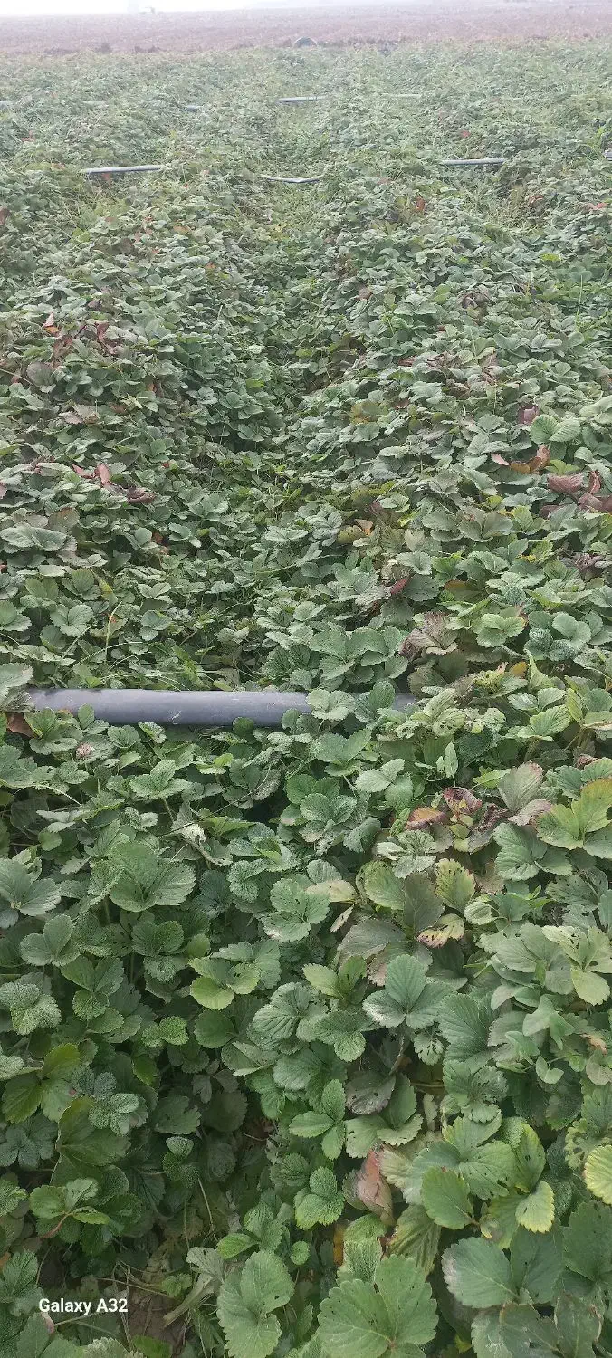 نهال توت فرنگی|گل و گیاه طبیعی|مزرعه کتول, |دیوار