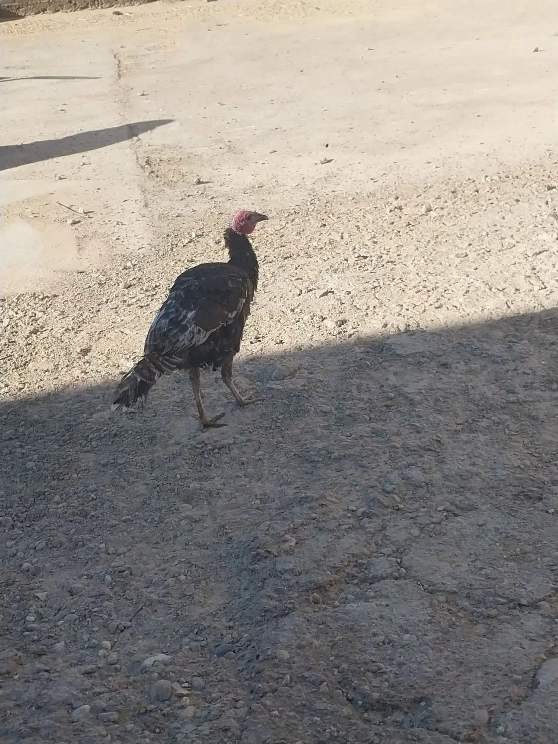 بوقلمون|حیوانات مزرعه|زهک, |دیوار