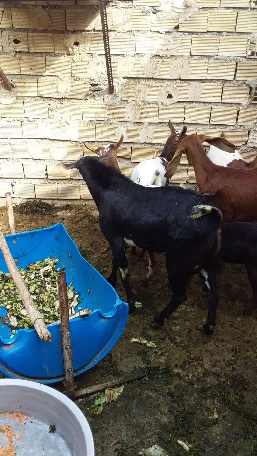 بز سه لاله|حیوانات مزرعه|بندر ماهشهر, |دیوار