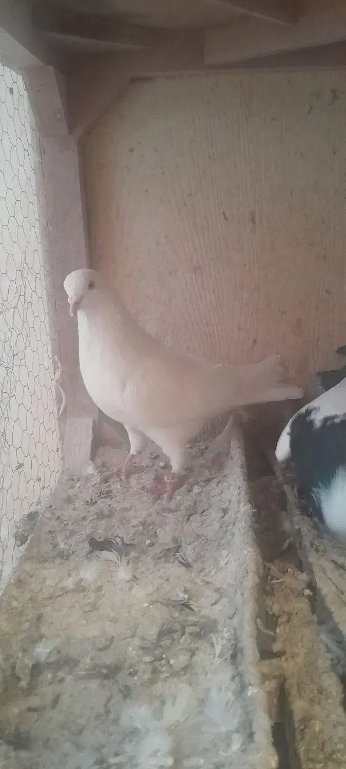 کبوتر پرشی|پرنده|یزد, |دیوار