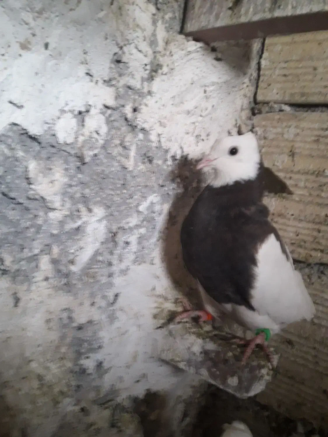 کفتر فروشی|پرنده|بیرجند, |دیوار