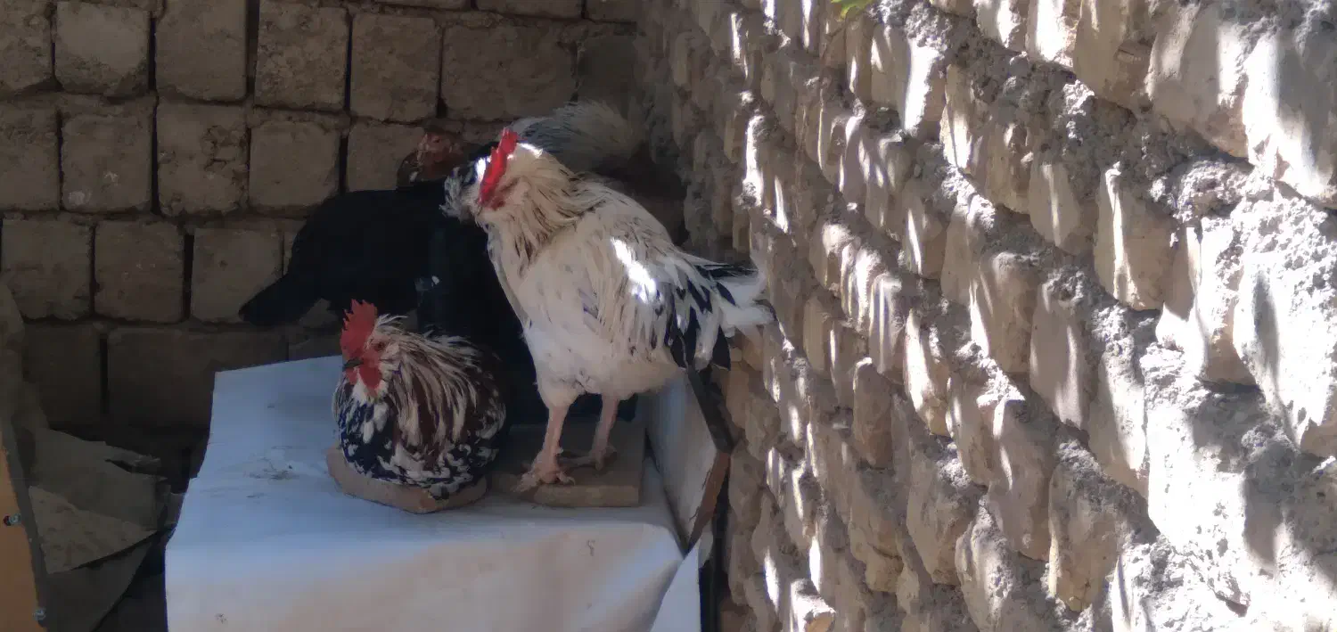 خروس س گلین درجه یک جوان دونه ۶۰۰|حیوانات مزرعه|مبارکه, |دیوار