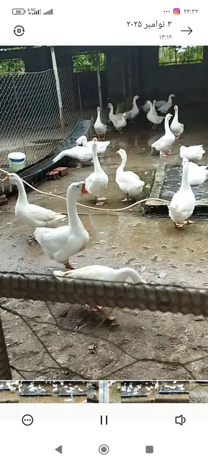 تخم قو غاز و غاز و غاز مولد|حیوانات مزرعه|گلوگاه, |دیوار