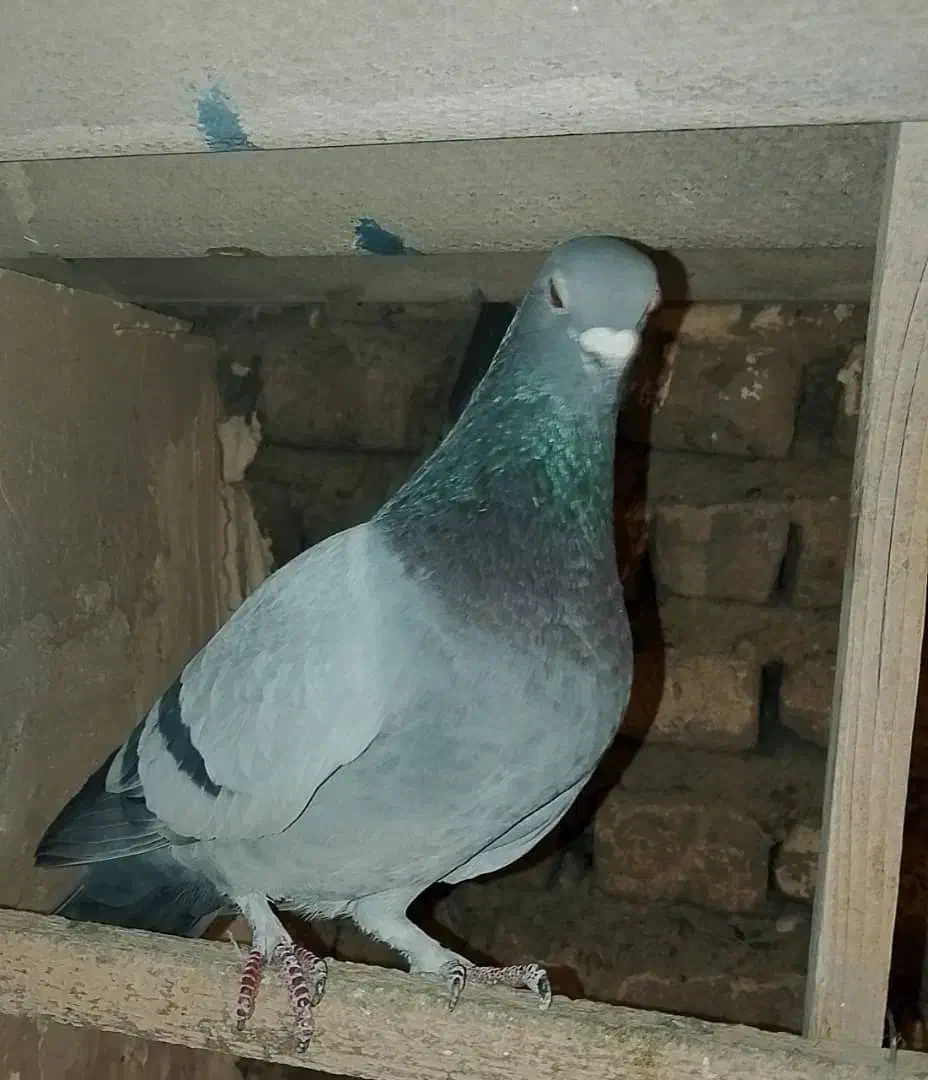 کفتر|پرنده|تهران, پامنار|دیوار