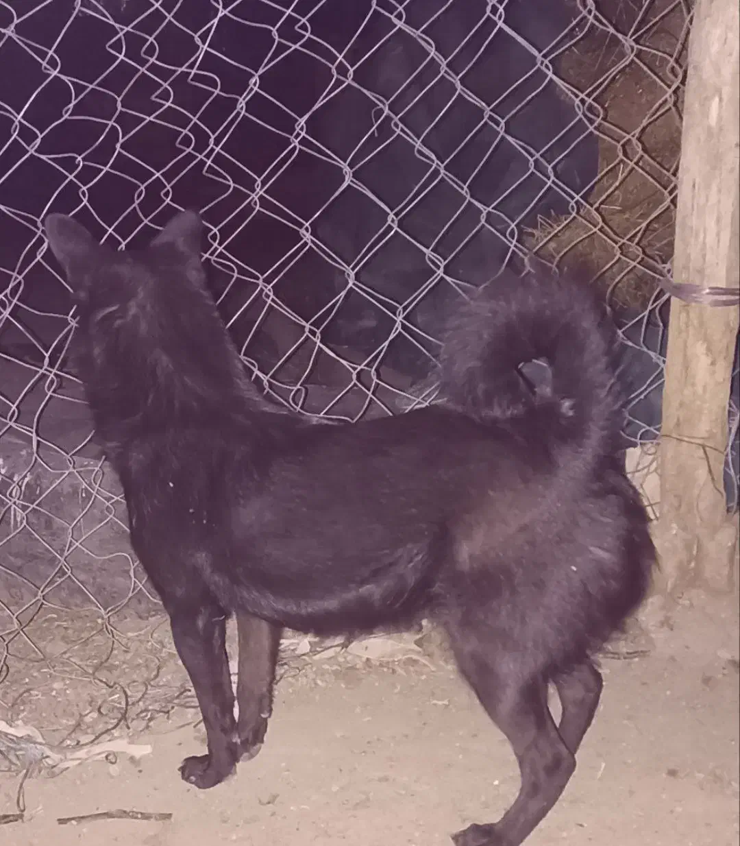 واگذاری پا کوتاه سرابی|سگ|تبریز, |دیوار