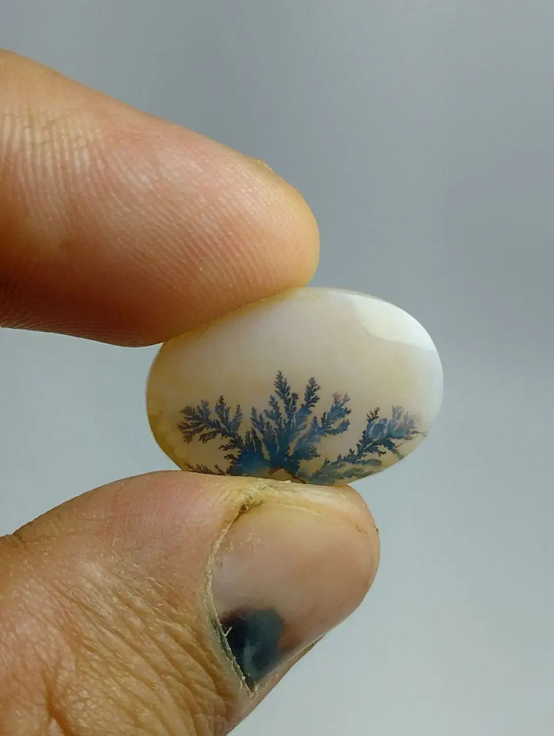 ۳عدد شجر پیاده زیبا|جواهرات|زنجان, |دیوار