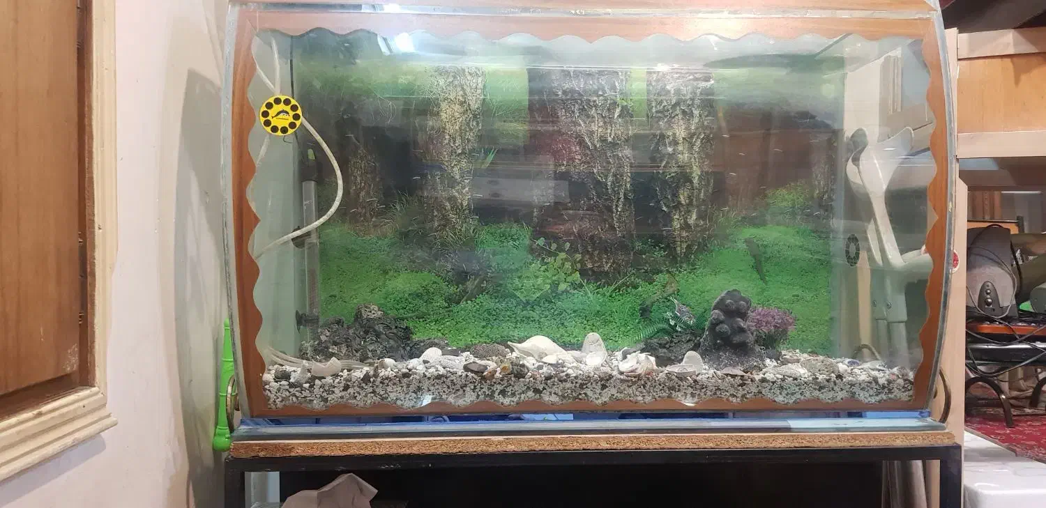 آکواریوم با زیری آهنی فرفوژه با امکانات کامل|ماهی|شهرکرد, |دیوار