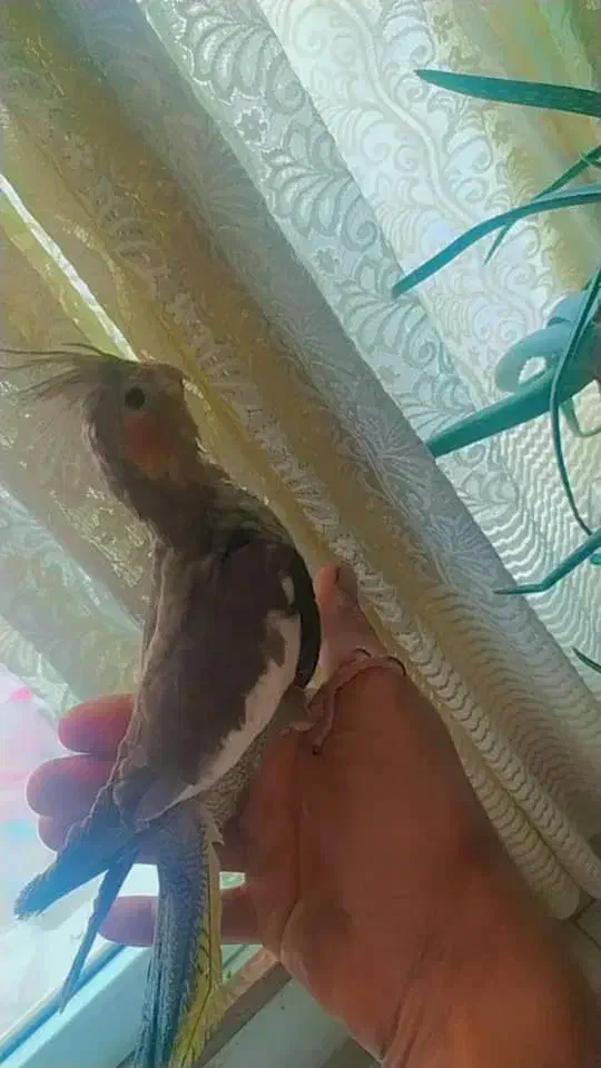 عروس هلندی|پرنده|محمدیه-قزوین, |دیوار