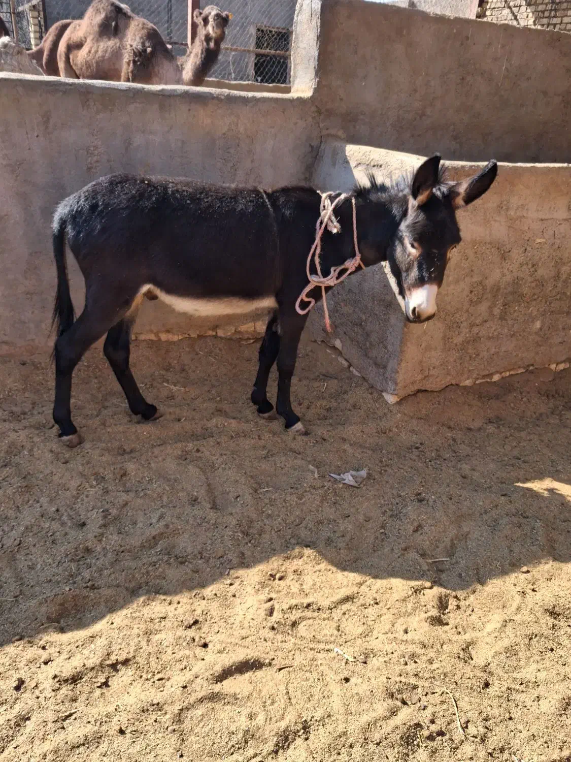 الاغ نر|حیوانات مزرعه|کویرات, |دیوار